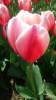 Парад тюльпанов Никитский  ботанический сад_10