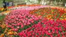 Парад тюльпанов Никитский  ботанический сад_14