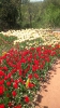 Парад тюльпанов Никитский  ботанический сад_22