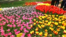 Парад тюльпанов Никитский  ботанический сад_25