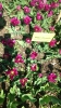 Парад тюльпанов Никитский  ботанический сад_38