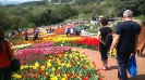 Парад тюльпанов Никитский  ботанический сад_48