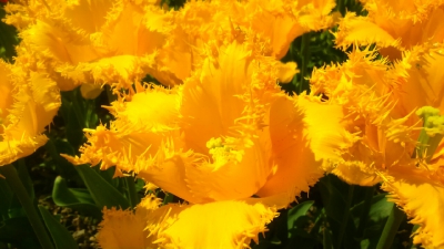 Парад тюльпанов Никитский  ботанический сад_30