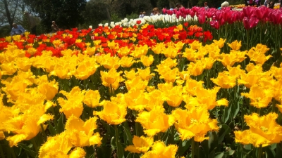 Парад тюльпанов Никитский  ботанический сад_31