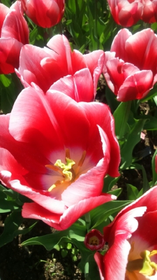 Парад тюльпанов Никитский  ботанический сад_39