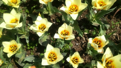 Парад тюльпанов Никитский  ботанический сад_42