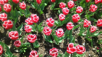 Парад тюльпанов Никитский  ботанический сад_45