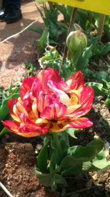 Парад тюльпанов Никитский  ботанический сад_47