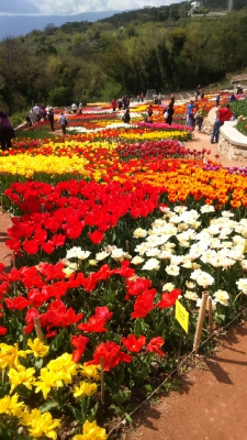 Парад тюльпанов Никитский  ботанический сад_56