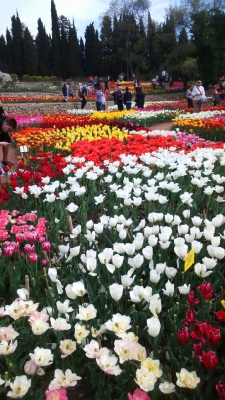 Парад тюльпанов Никитский  ботанический сад_3
