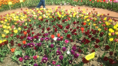 Парад тюльпанов Никитский  ботанический сад_16