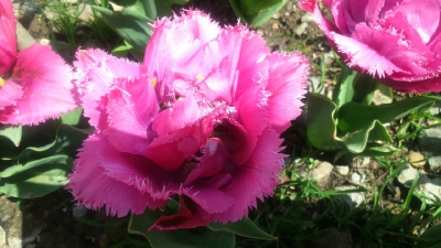Парад тюльпанов Никитский  ботанический сад_18