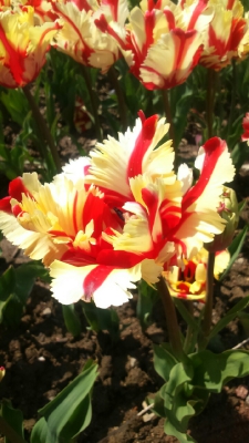 Парад тюльпанов Никитский  ботанический сад_21