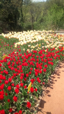 Парад тюльпанов Никитский  ботанический сад_22