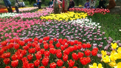 Парад тюльпанов Никитский  ботанический сад_24