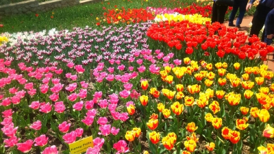 Парад тюльпанов Никитский  ботанический сад_25