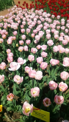 Парад тюльпанов Никитский  ботанический сад_26