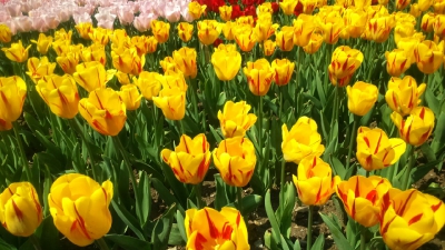 Парад тюльпанов Никитский  ботанический сад_27