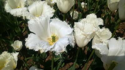 Парад тюльпанов Никитский  ботанический сад_29